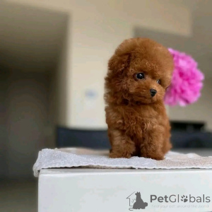 Photo №1. caniche (jouet) - à vendre en ville de Eš | 300€ | Annonce №174649