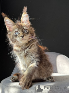 Photo №1. maine coon - à vendre en ville de Berlin | négocié | Annonce № 154918