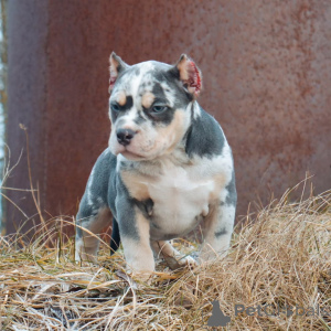 Photo №1. american bully - à vendre en ville de Brême | 999€ | Annonce №147456