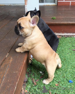 Photo №2 de l'annonce № 168394 de la vente bouledogue - acheter à Allemagne éleveur