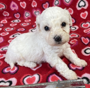Photo №1. bichon à poil frisé - à vendre en ville de Leipzig | négocié | Annonce №174706