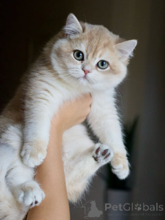 Photo №1. british shorthair - à vendre en ville de Höfn | 630€ | Annonce № 159566