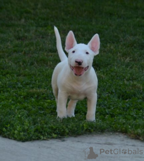 Photos supplémentaires: chiots bull terrier a vendre