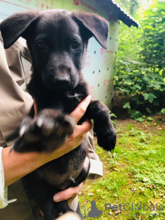 Photo №3. Des chiots chéris entre de bonnes mains. Fédération de Russie