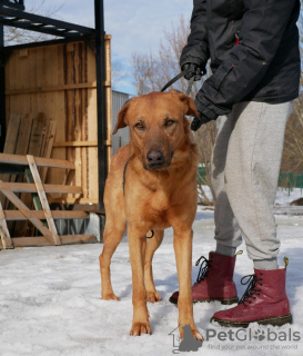 Photos supplémentaires: Dog sitter et aide à la recherche d'un foyer