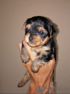 Photo №3. Les bébés Yorkshire Terrier sont disponibles sur réservation. Vendre. Lituanie