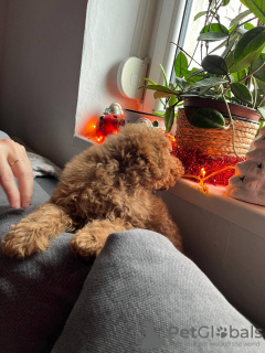 Photo №3. Mini caniche. Serbie