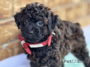 Photo №1. maltipu - à vendre en ville de Bayerbach Bei Ergoldsbach | 900€ | Annonce №150167