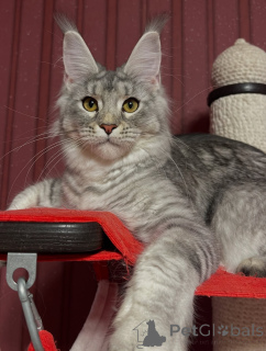 Photo №3. Surcharge de gentillesse sous forme de fourrure, rencontrez Milo, la machine à. L'Autriche