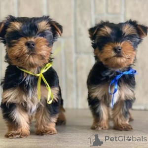Photo №1. yorkshire terrier - à vendre en ville de Copenvague | négocié | Annonce №175074