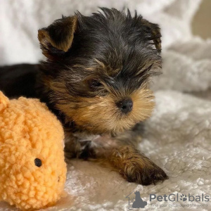 Photo №4. Je vais vendre yorkshire terrier en ville de Cologne. annonce privée - prix - 265€