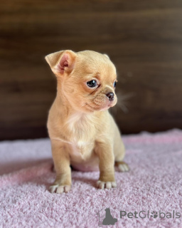 Photo №3. Chiots Julianna Chihuahua en Australie