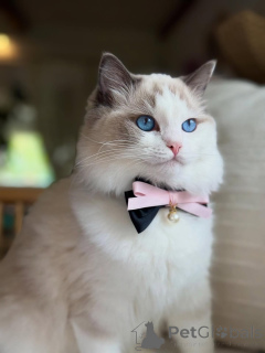 Photo №1. ragdoll - à vendre en ville de Varmaland | négocié | Annonce № 155562