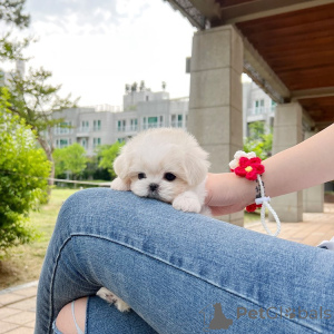 Photo №1. bichon maltais - à vendre en ville de Cherepovets | 850€ | Annonce №162950