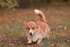 Photo №3. Susanna Minasyan en Fédération de Russie. Annonce № 137189
