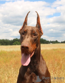 Photo №3. CHIOTS DOBERMANN FCI. Pologne