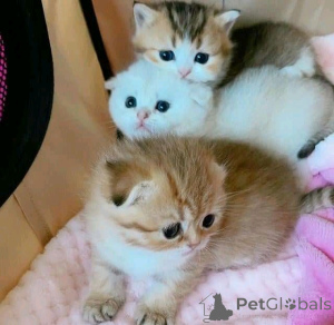 Photo №3. Chatons Munchkin de race rareBusiness Whatsapp 12295825241. La finlande