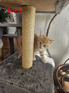 Photo №2 de l'annonce № 144497 de la vente maine coon - acheter à L'Autriche éleveur