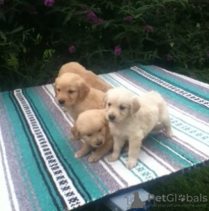 Photo №1. golden retriever - à vendre en ville de Cologne | 350€ | Annonce №103859