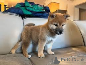 Photo №4. Je vais vendre shiba en ville de Würzburg.  - prix - négocié