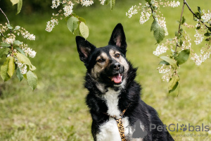 Photo №4. Je vais vendre chien bâtard en ville de Москва. annonce privée - prix - Gratuit