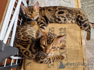 Photo №3. chatons bengal. Allemagne