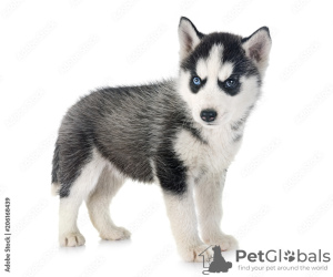 Photo №1. husky de sibérie - à vendre en ville de Melton | 319€ | Annonce №129415