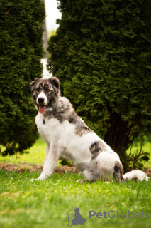 Photos supplémentaires: Le chien-loup du Caucase est entre de bonnes mains.