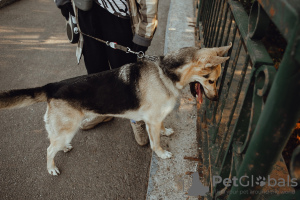 Photo №4. Je vais vendre chien bâtard en ville de Saint-Pétersbourg. annonce privée - prix - Gratuit