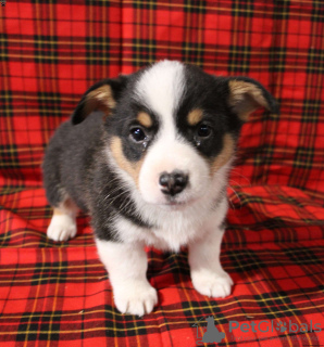 Photo №1. welsh corgi - à vendre en ville de Union City | 473€ | Annonce №63531