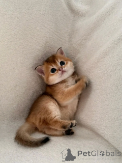 Photo №2 de l'annonce № 137099 de la vente scottish fold - acheter à Allemagne éleveur