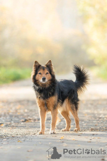 Photo №2 de l'annonce № 31172 de la vente chien bâtard - acheter à Fédération de Russie 