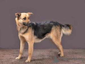 Photo №2 de l'annonce № 165898 de la vente chien bâtard - acheter à Fédération de Russie annonce privée