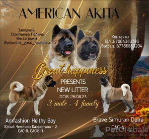 Photo №1. akita américain - à vendre en ville de Казахстан | 600€ | Annonce №76768