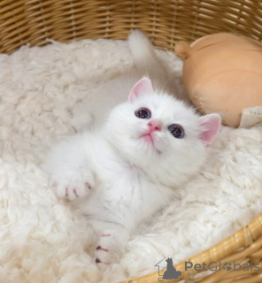 Photo №2 de l'annonce № 176447 de la vente british shorthair - acheter à Pays Bas éleveur