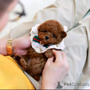 Photo №1. caniche (jouet) - à vendre en ville de Chicago | 425€ | Annonce №137588