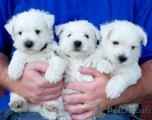 Photo №1. west highland white terrier - à vendre en ville de Varsovie | négocié | Annonce №175848