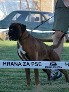 Photos supplémentaires: Boxer allemand, jeune chien