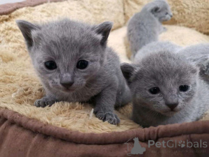 Photo №1. turc de van - à vendre en ville de Helsinki | 291€ | Annonce № 160934