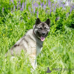 Photo №1. chien bâtard - à vendre en ville de Москва | Gratuit | Annonce №123067