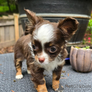 Photo №3. Chiot chihuahua tasse de thé disponible. USA