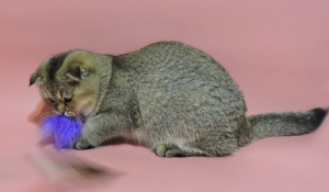 Photo №3. Chatons écossais. Scottish fold boy.. Ukraine