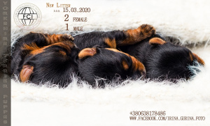 Photo №2 de l'annonce № 6103 de la vente yorkshire terrier - acheter à Ukraine éleveur