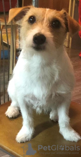 Photo №4. Je vais vendre jack russell terrier en ville de Nizhny Novgorod. annonce privée - prix - 106€