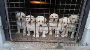 Photo №1. labrador retriever - à vendre en ville de Belgrade | 200€ | Annonce №150725