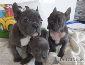 Photo №3. *TOP CHIOTS*. Bulgarie