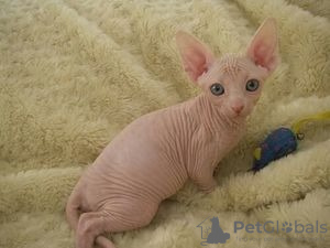 Photo №1. sphynx - à vendre en ville de Belfast | 250€ | Annonce № 124357