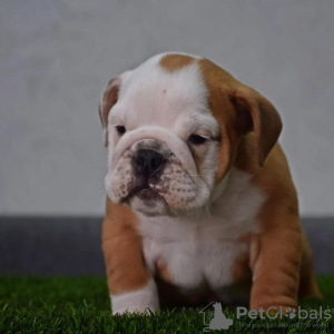 Photo №2 de l'annonce № 90126 de la vente bulldog anglais - acheter à Serbie éleveur