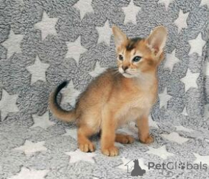 Photo №1. abyssin - à vendre en ville de Bautzen | négocié | Annonce № 162295