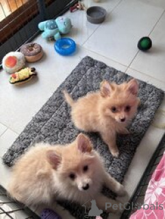 Photo №3. Incroyables chiots Pomsky à vendre. La croatie